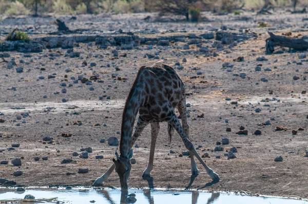 Girafes dans le parc national d'Etosha — Photo