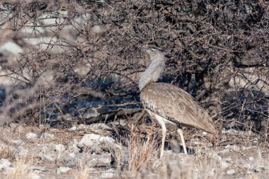 kori damla etkin Ulusal Parkı