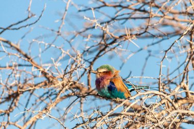 Bir ağaç dalı üzerinde oturan Leylak Göğüslü Roller