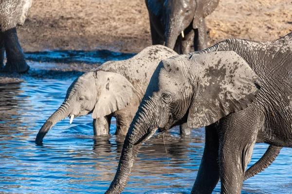 Uzavření stáda afrických slonů ke koupání a pití ve vodní díře — Stock fotografie