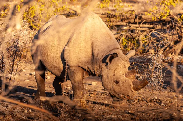 Um rinoceronte preto navegando nos arbustos de Etosha — Fotografia de Stock