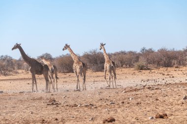 Etosha Milli Parkı'nda bir su birikintisi yakınında toplanan bir grup Zürafa.