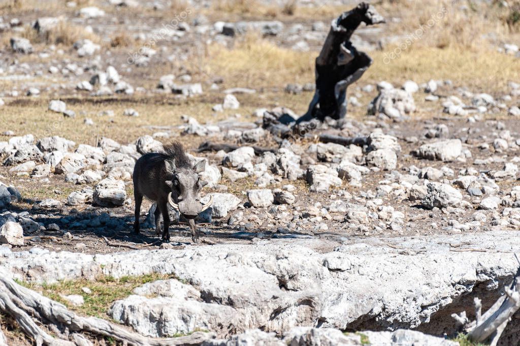 Warthogs in Etosha National Park