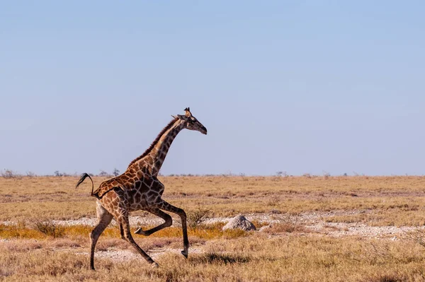 Namibya'da dörtnala koşan Zürafa — Stok fotoğraf