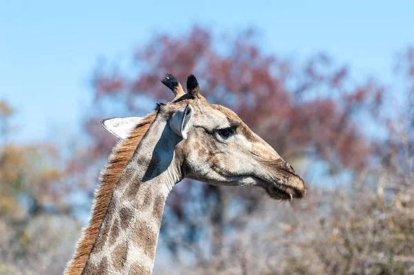 Nahaufnahme einer angolanischen Giraffe, die sich im Gebüsch versteckt — Stockfoto