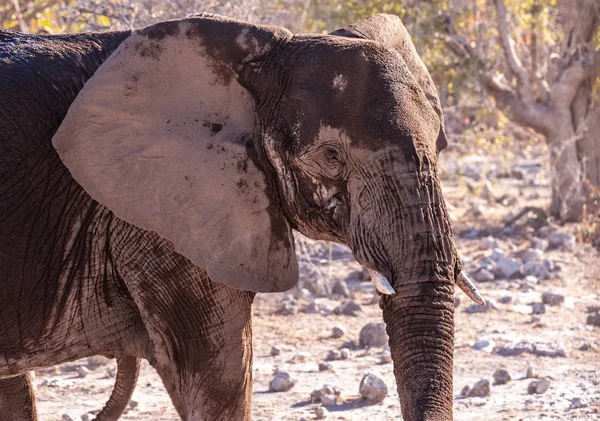 Nahaufnahme eines vorbeiziehenden afrikanischen Elefanten — Stockfoto