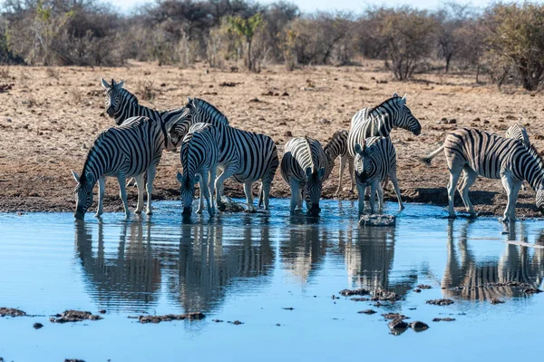 Grupa zebry w Etosha — Zdjęcie stockowe
