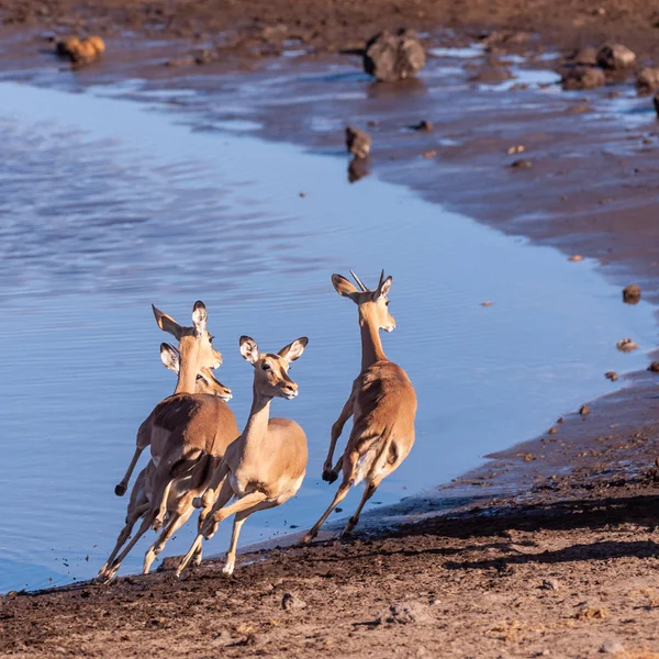 Impalas irrequieto vicino a una pozza d'acqua — Foto Stock