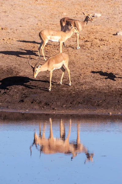 Impala che beve da una pozza d'acqua — Foto Stock