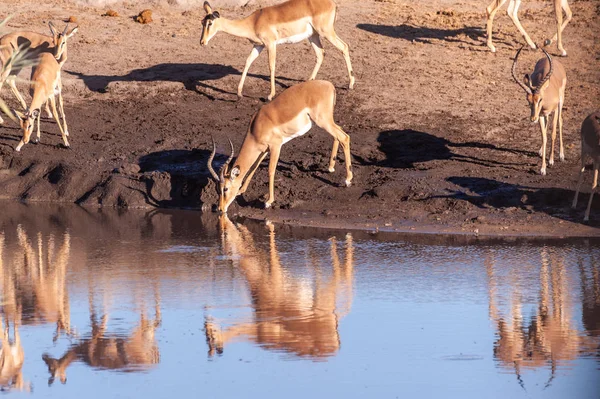 Impalas drinken uit een waterpoel — Stockfoto