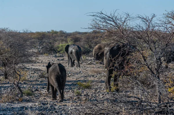 Una manada de elefantes africanos pasando por una carretera en el Parque Nacional de Etosha —  Fotos de Stock