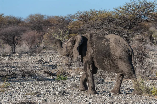 Close-up van een Afrikaanse olifant passeren door — Stockfoto