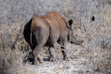 Siyah Gergedan Bir ağacın altında Tarama.