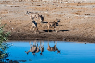 Kudu ve Impalas Etosha 'da bir su birikintisinin yakınında.