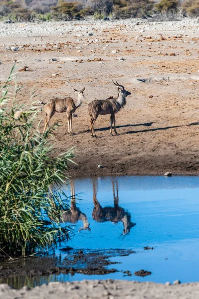 Kudu ve Impalas Etosha 'da bir su birikintisinin yakınında. — Stok fotoğraf