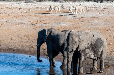 İki Erkek Fil Bir Su Deliğinden İçme.