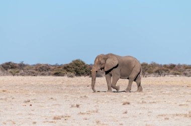 Etosha Milli Parkı Ovaları Boyunca Yürüyen Yalnız Bir Erkek Fil