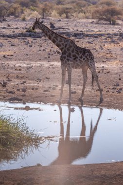 Etosha'da bir su birikintisinde içki içen bir Zürafa