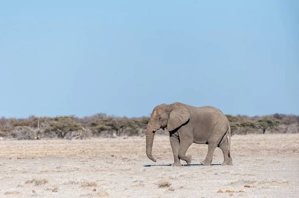 Un éléphant mâle solitaire marchant dans les plaines du parc national d'Etosha — Photo