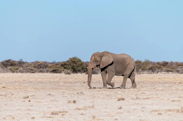 Samotny męski słoń spacery po równinach Parku Narodowego Etosha — Zdjęcie stockowe