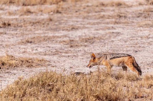 Um chacal na caça em Etosha — Fotografia de Stock