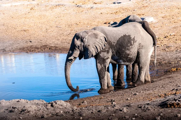 Zwei männliche Elefanten trinken aus einem Wasserloch. — Stockfoto