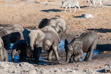 Bir su birikintisinde bir İçme banyo Filler büyük bir sürü yakın çekim