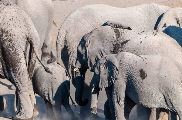 Close up de um rebanho de elefantes africanos Banho e Beber em um buraco na água — Fotografia de Stock