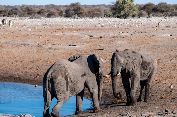 Zwei afrikanische Elefantenmännchen fordern einander heraus — Stockfoto