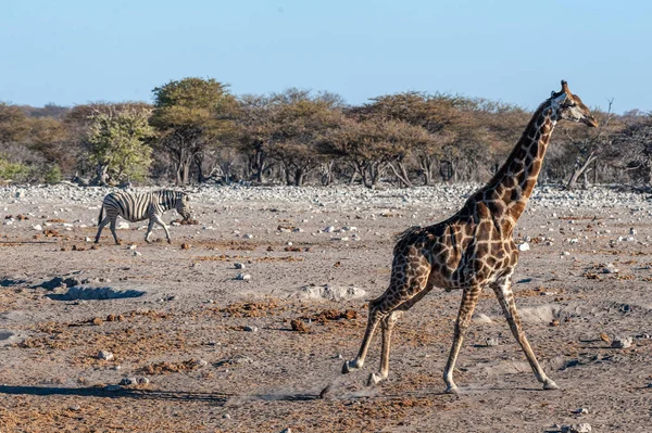 长颈鹿在埃托沙国家公园 — 图库照片