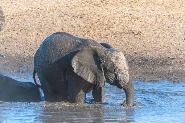 Ein junger afrikanischer Elefant badet in einem Wasserloch — Stockfoto