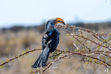 Bir dalda oturan sarı gagalı bir boynuz gagalı.