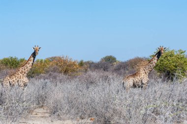 Zürafalar etkin Milli Parkı'nda