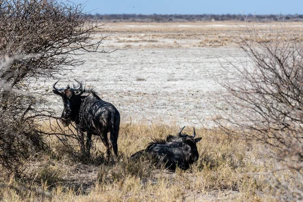 Wildebeest på slätterna i Etosha National Park — Stockfoto