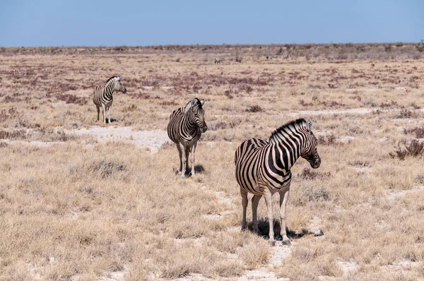 Cebras en el Parque Nacional Etosha . — Foto de Stock