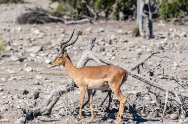 Impalas- Etosha Ulusal Parkı