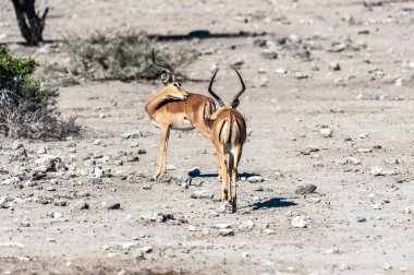 Impalas- Etosha Ulusal Parkı
