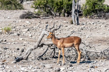 Impalas- Etosha Ulusal Parkı