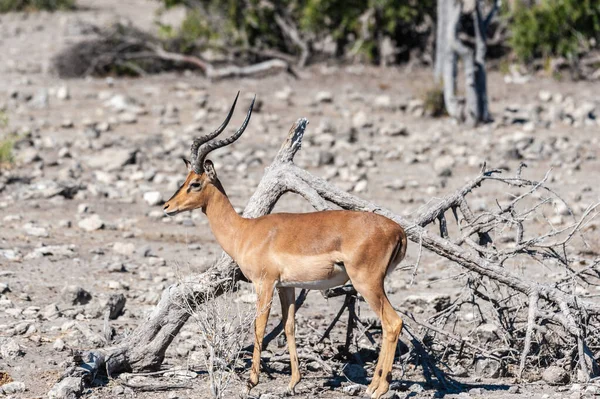 Impalas v národním parku Etosha — Stock fotografie