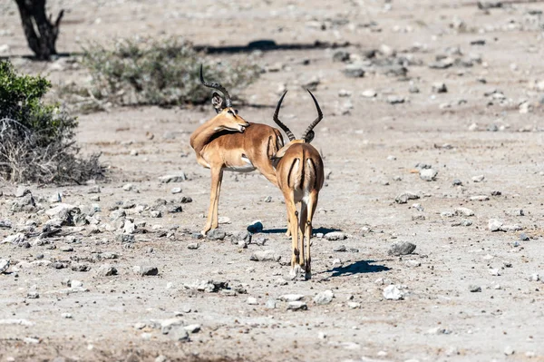 Impalas en el Parque Nacional Etosha — Foto de Stock