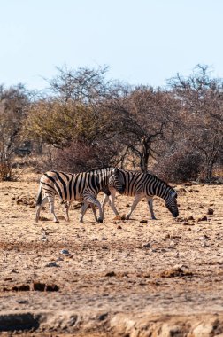 Etosha'da bir grup Zebra