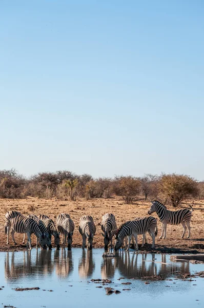 Un gruppo di Zebre a Etosha — Foto Stock