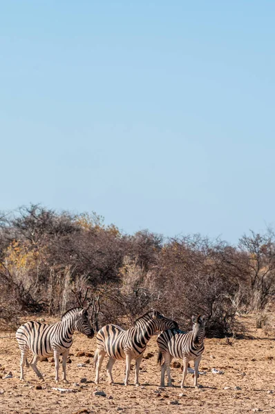 Un grup de zebre din Etosha — Fotografie, imagine de stoc