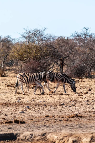 Grupa zebry w Etosha — Zdjęcie stockowe