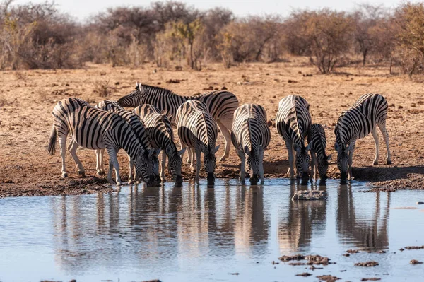 Skupina zebry v Etoši — Stock fotografie