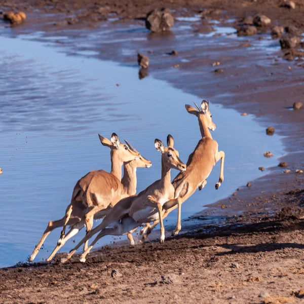 Rusteloze Impala's in de buurt van een Waterhole — Stockfoto