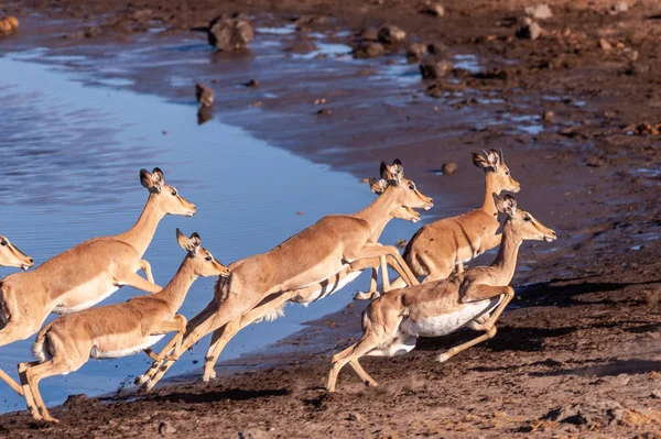 Restless Impalas near a waterhole — Stock Photo, Image