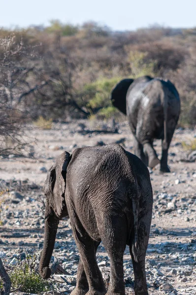 Kolem projíždějí dva afričtí sloni. — Stock fotografie