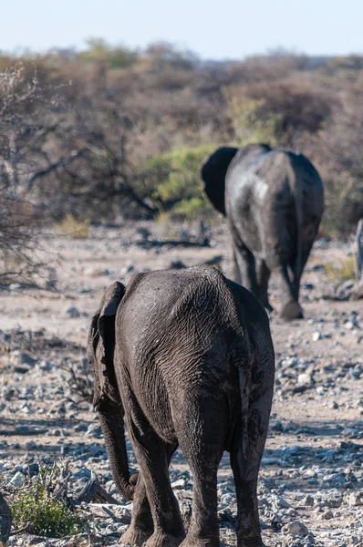 지나가는 아프리카코끼리 두 마리. — 스톡 사진