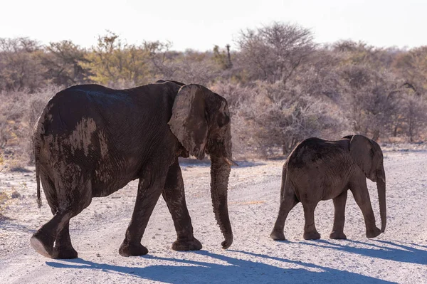CLoseup de un grupo de elefantes africanos que pasan por —  Fotos de Stock